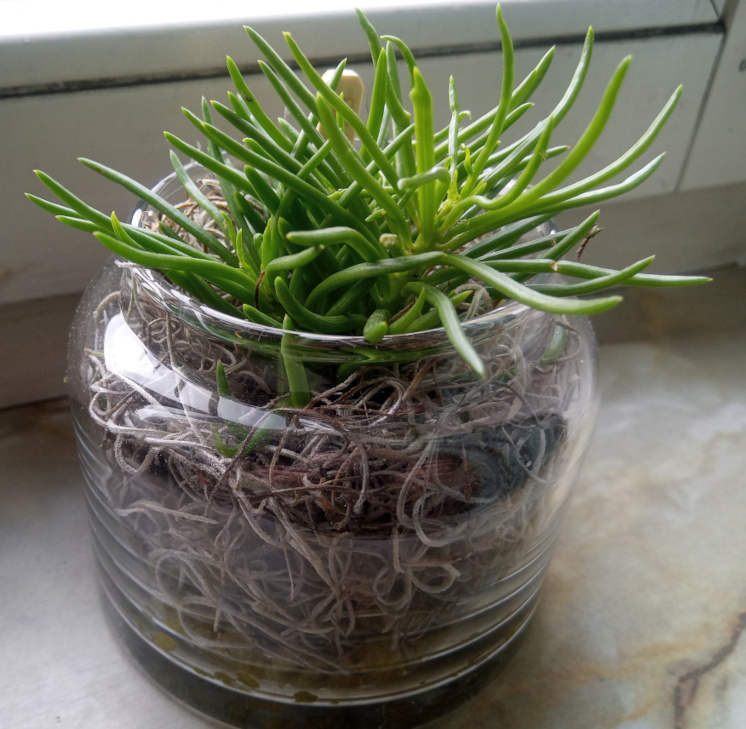 plant.jpg